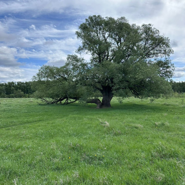 Круг Силы Тюп Окунево - древнее место силы с энергетическим вихрем